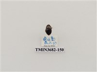 藏品(鞘翅目(2))的圖片